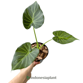 Alocasia Regal Shield - Indonesia Plant