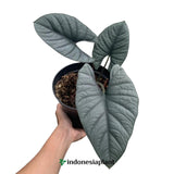 Alocasia Reginae - Indonesia Plant
