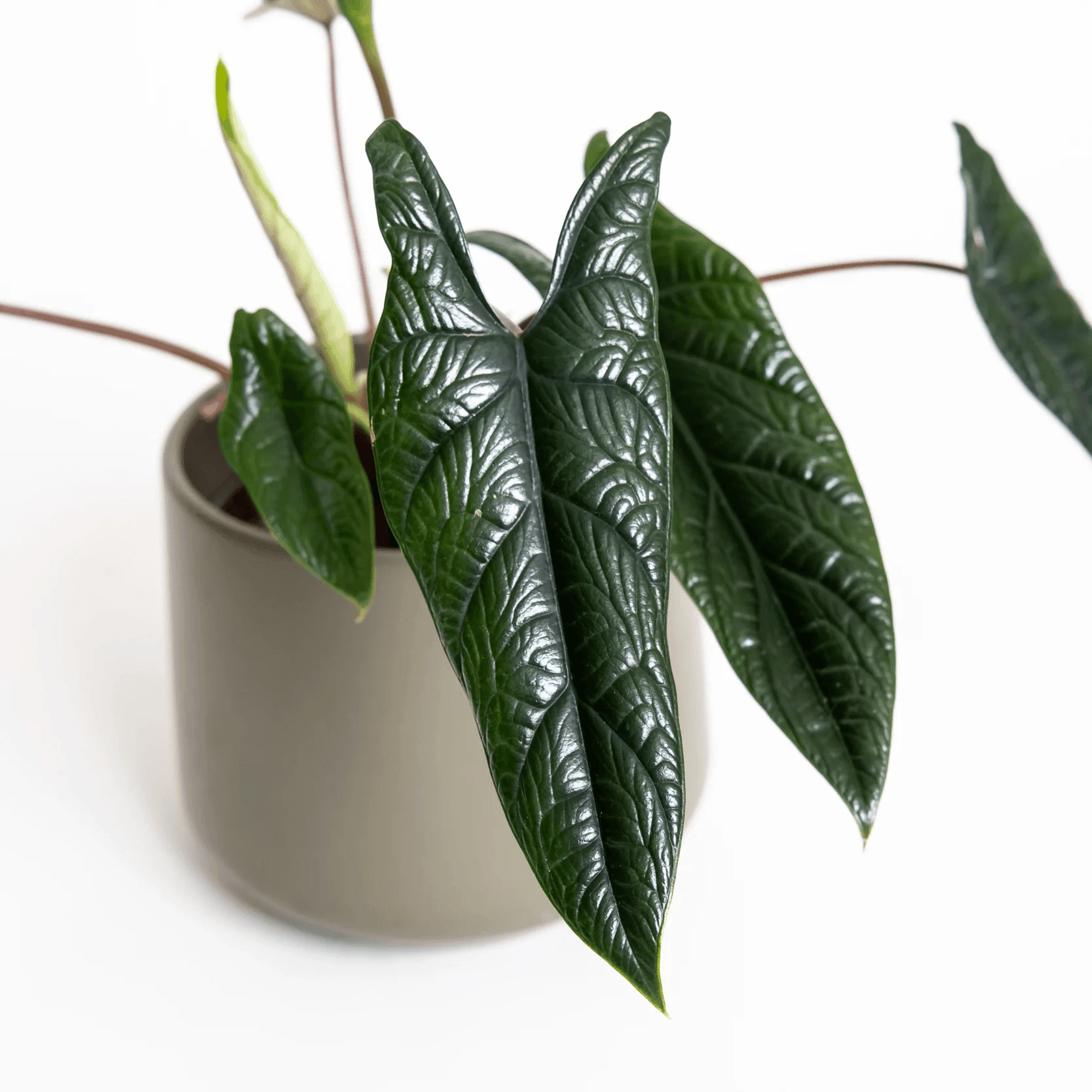 Alocasia Scalfrum - Indonesia Plant