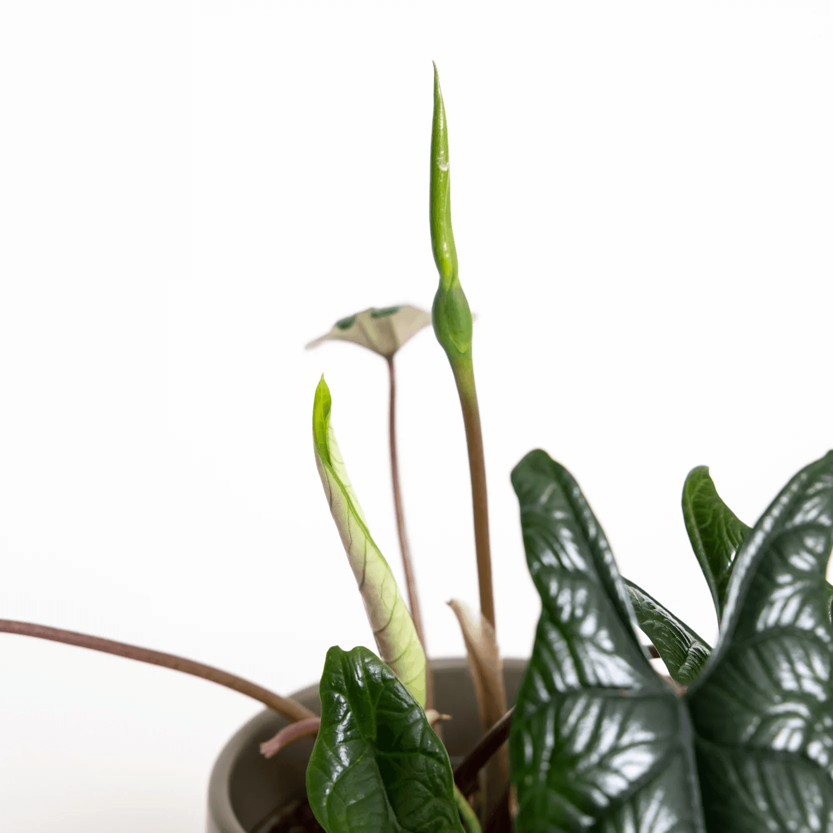 Alocasia Scalfrum - Indonesia Plant