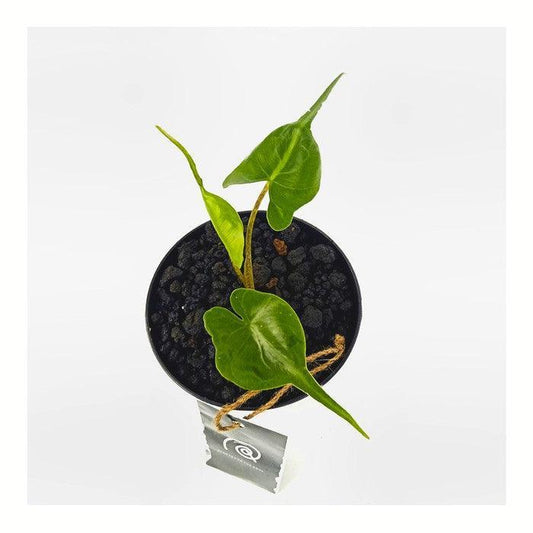 Alocasia Stingray - Indonesia Plant