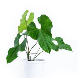 15” Anthurium Balaoanum - Indonesia Plant
