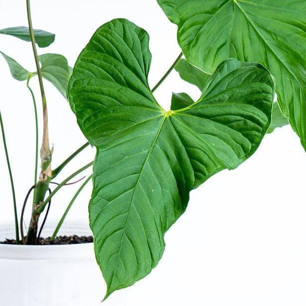 15” Anthurium Balaoanum - Indonesia Plant