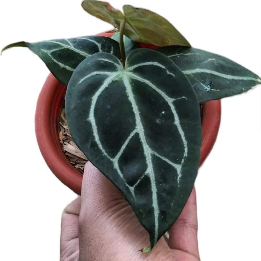 Anthurium carlablackiae - Indonesia Plant