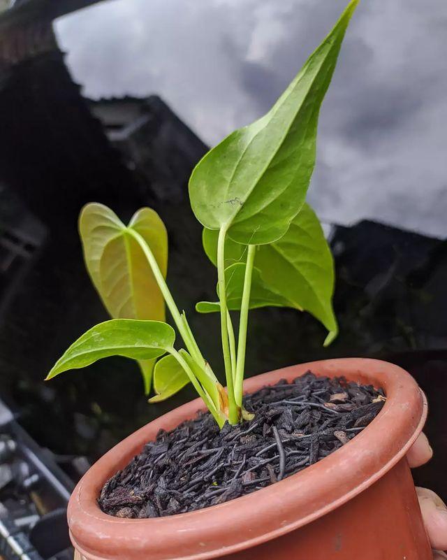 Anthurium Chamberlainii - Indonesia Plant