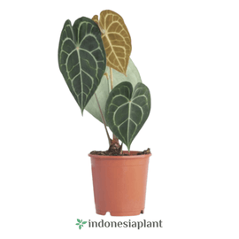 Anthurium Clarinervium - Indonesia Plant