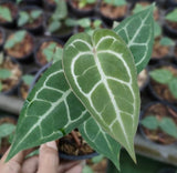 Anthurium Crystalinum x Warocqueanum - Indonesia Plant
