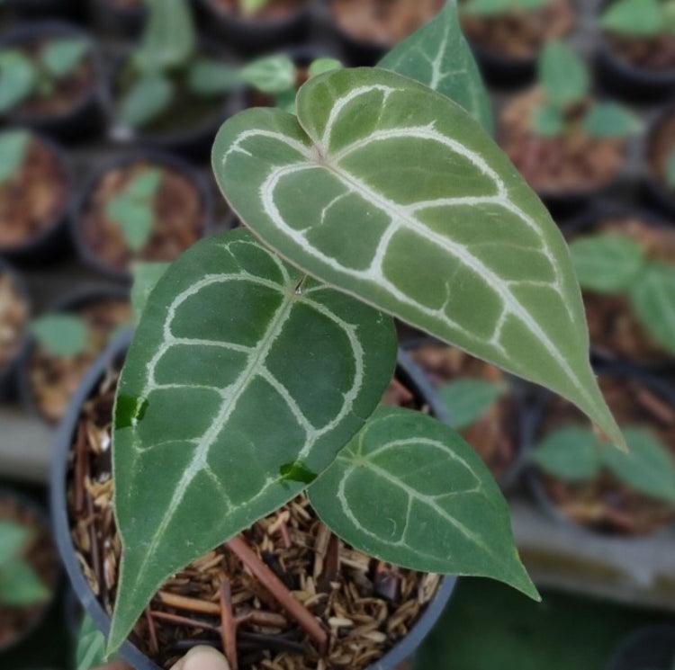 Anthurium Crystalinum x Warocqueanum - Indonesia Plant