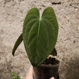 Anthurium Dark Phoenix - Indonesia Plant