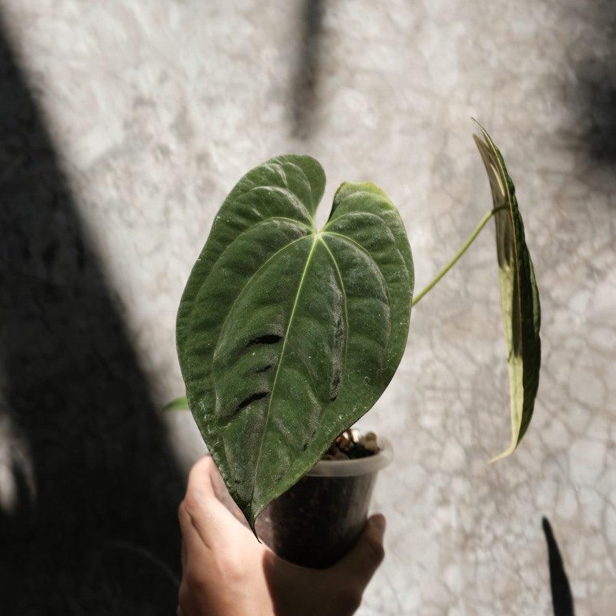 Anthurium Dark Phoenix - Indonesia Plant