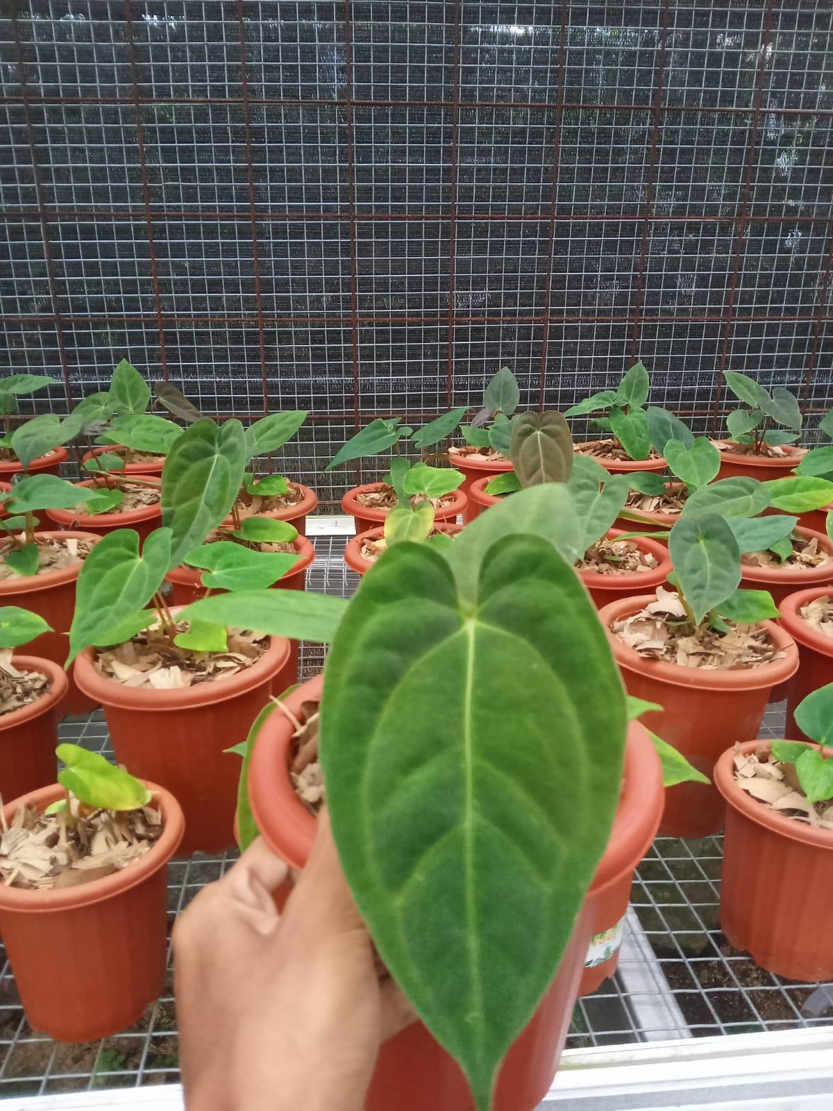 Anthurium Darkest Panama (Goliath) - Indonesia Plant