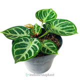 8” Anthurium Dorayaki Hybrid - Indonesia Plant