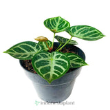 8” Anthurium Dorayaki Hybrid - Indonesia Plant