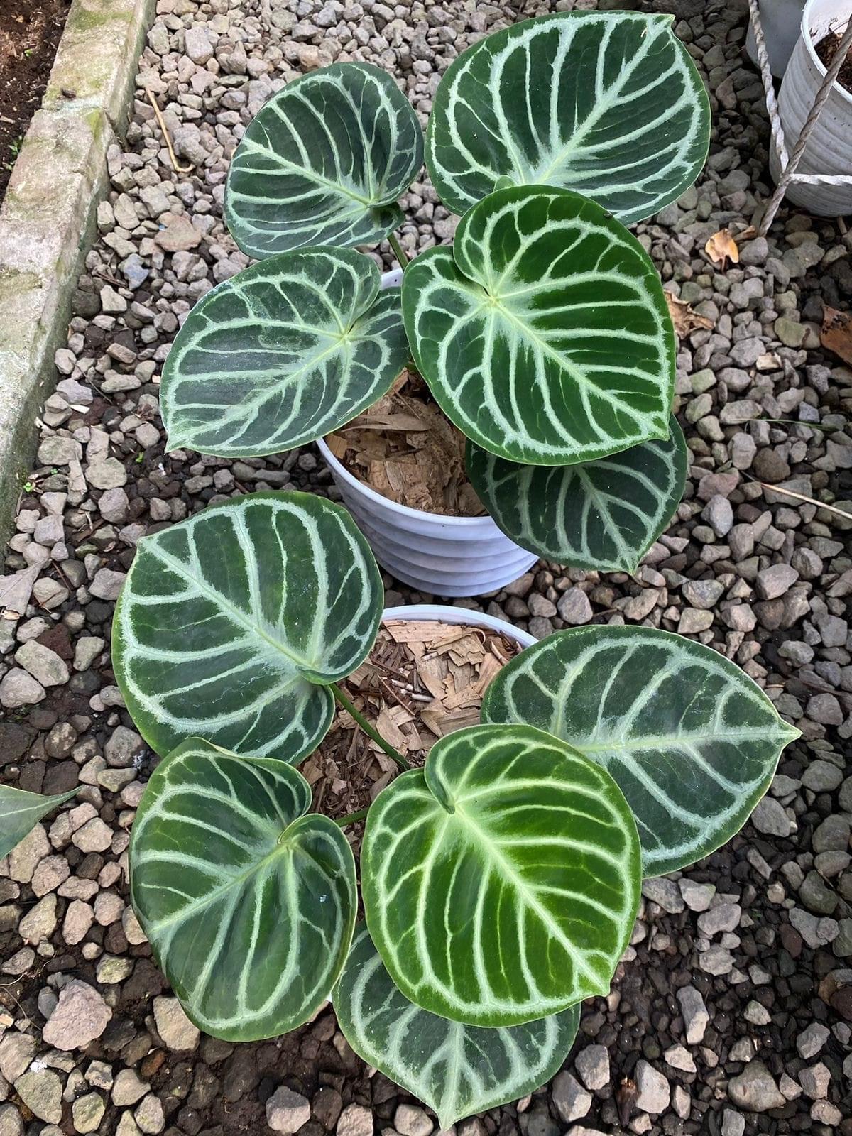 Anthurium Dorayaki Original - Indonesia Plant