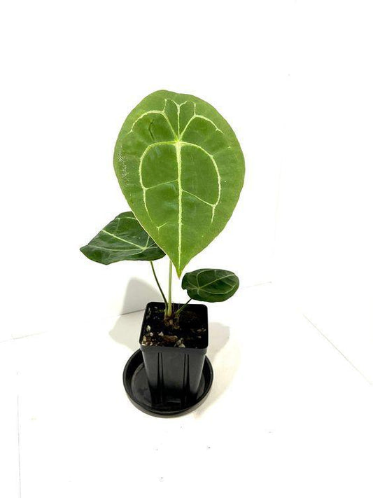 5” Anthurium Forgetii - Indonesia Plant
