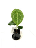 5” Anthurium Forgetii - Indonesia Plant