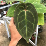 Anthurium Hoffmani Red Sinus - Indonesia Plant