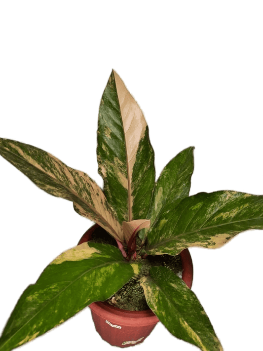 Anthurium hookery pink - indonesiaplantusa