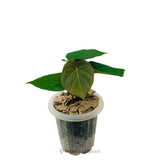 7” Anthurium King of Spades - Indonesia Plant