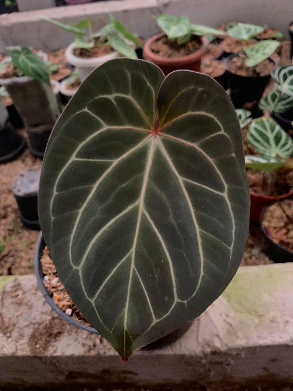 Anthurium King Of Spades x Red Crystalinum - Indonesia Plant