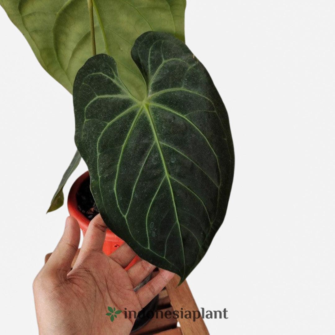 8” Anthurium Magnificum Dark Form - Indonesia Plant