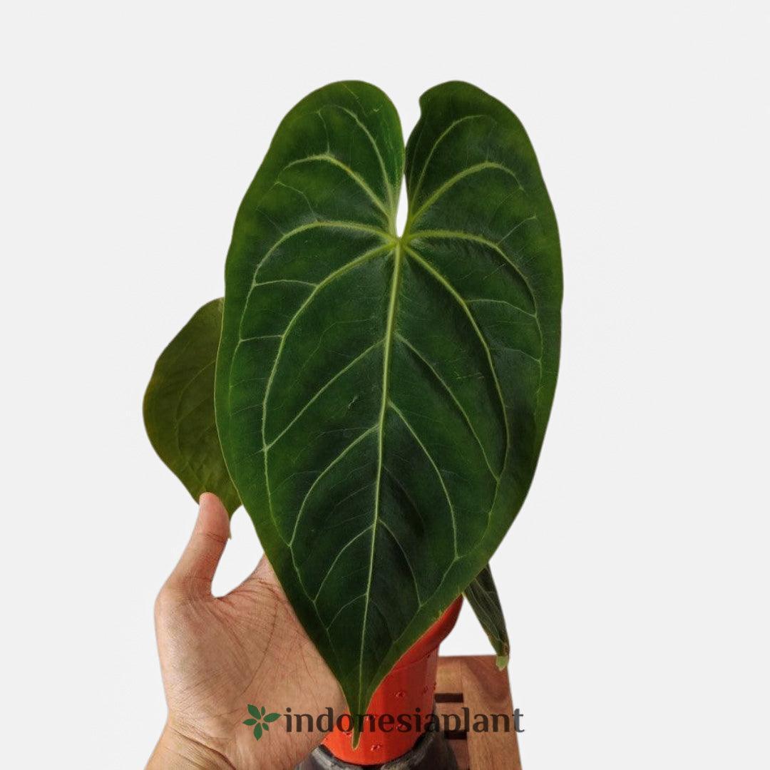 8” Anthurium Magnificum Dark Form - Indonesia Plant