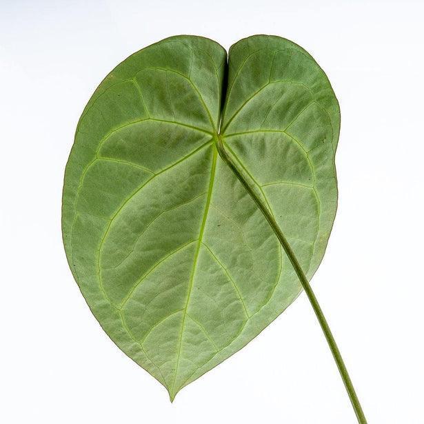 12” Anthurium Magnificum - Indonesia Plant