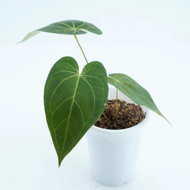 7” Anthurium Magnificum Verde - Indonesia Plant