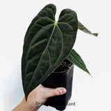 8” Anthurium Papililaminum - Indonesia Plant