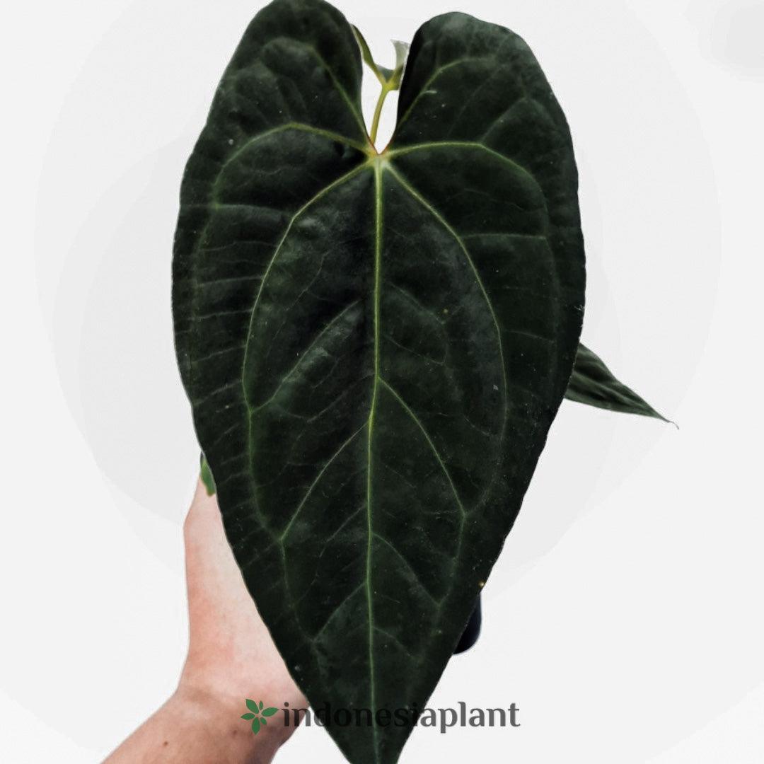 8” Anthurium Papililaminum - Indonesia Plant