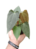 Anthurium Papillilaminum x anthurium chamberlaini - indonesiaplantusa