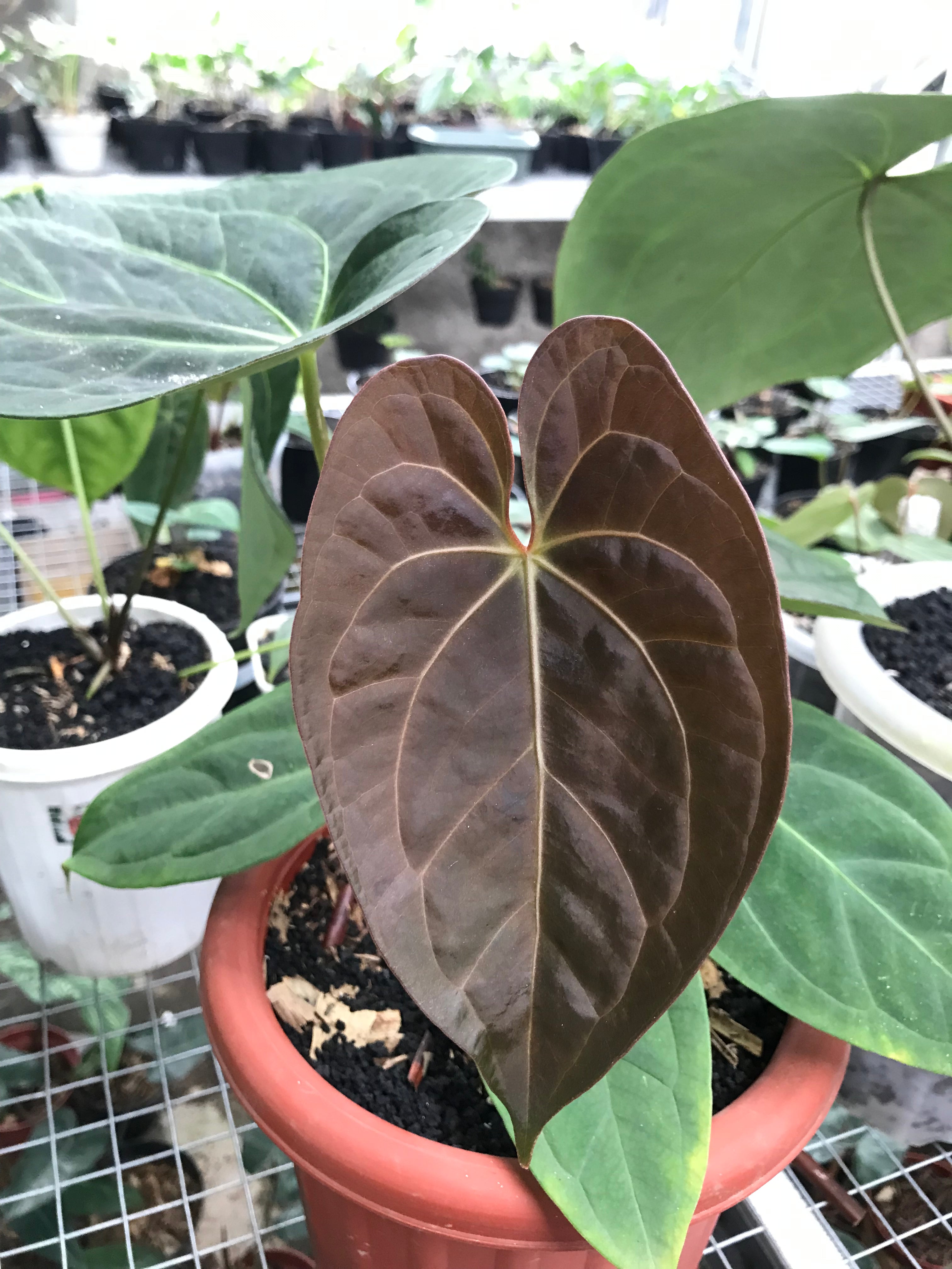Anthurium Papillilaminum X One - Indonesia Plant
