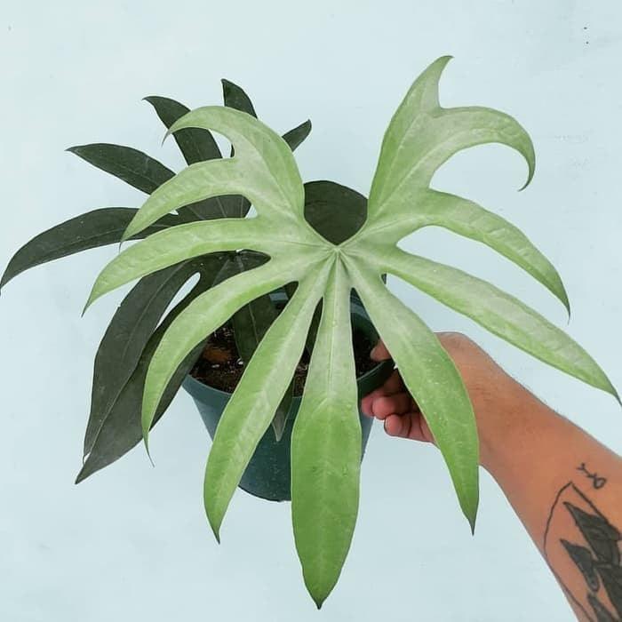 Anthurium Pedatoradiatum - Indonesia Plant