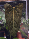 Anthurium Portilae X Papillilaminum - Indonesia Plant