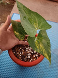 Anthurium Pterodactyl Variegated (Medium Size) - Indonesia Plant
