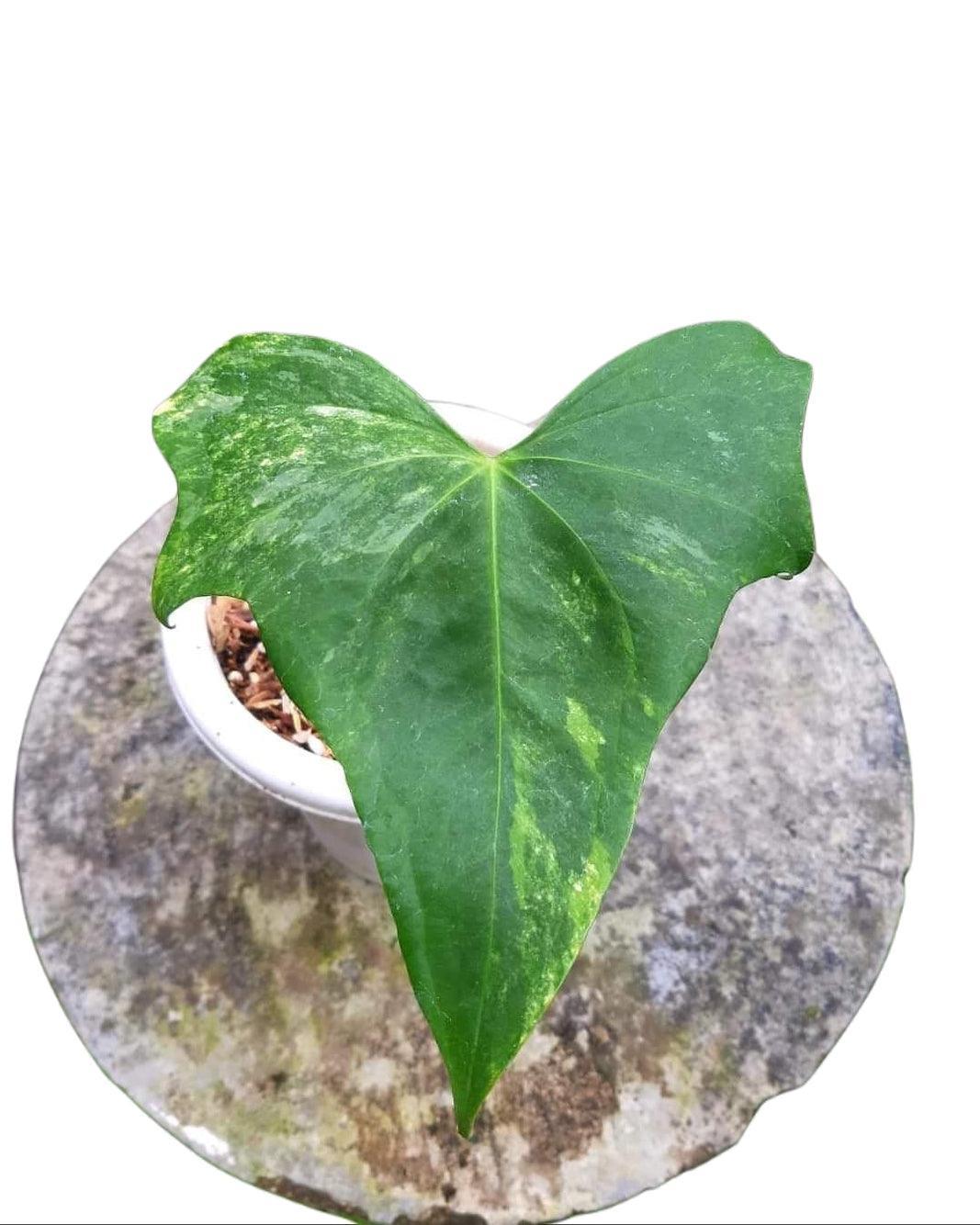 Anthurium Pterodactyl Variegated (Small Size) - Indonesia Plant