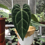 Anthurium Red Stem - Indonesia Plant