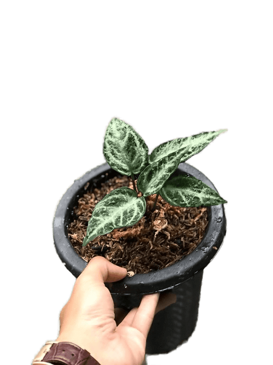 Anthurium shelbi ( silver mutated ) - indonesiaplantusa