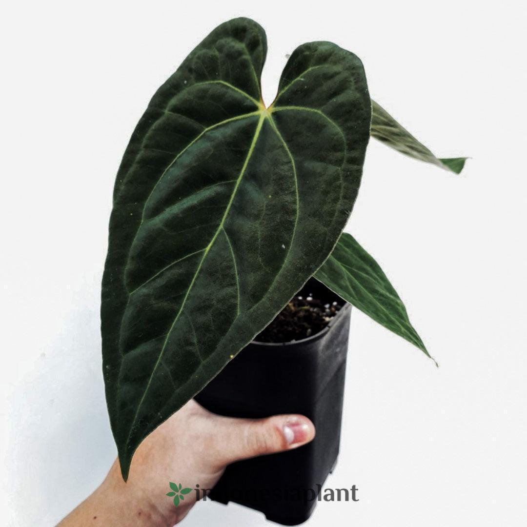 Anthurium Special Bundling - Indonesia Plant