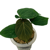 Anthurium Special Bundling - Indonesia Plant