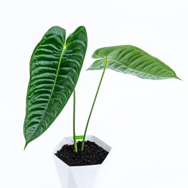 12” Anthurium Veitchii - Indonesia Plant