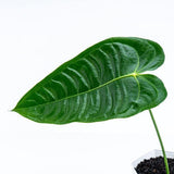12” Anthurium Veitchii - Indonesia Plant