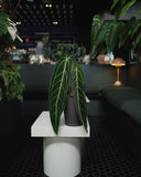 7” Anthurium Warocqueanum - Indonesia Plant