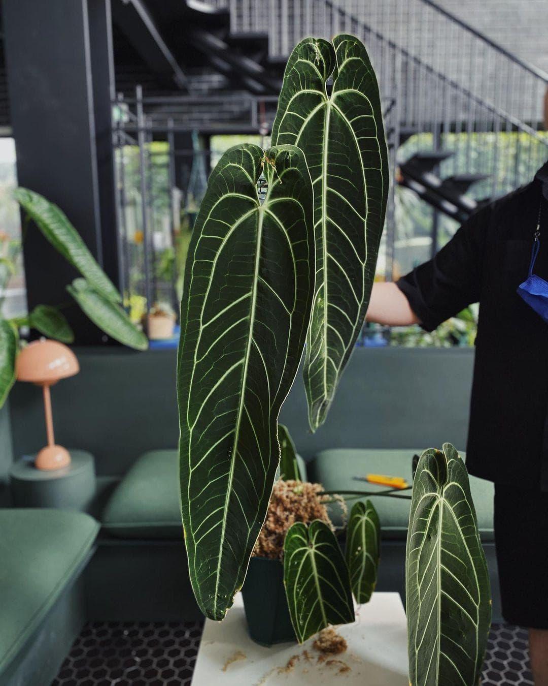 7” Anthurium Warocqueanum - Indonesia Plant