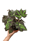Begonia heracleifolia - indonesiaplantusa