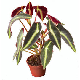 Begonia Listada - Indonesia Plant