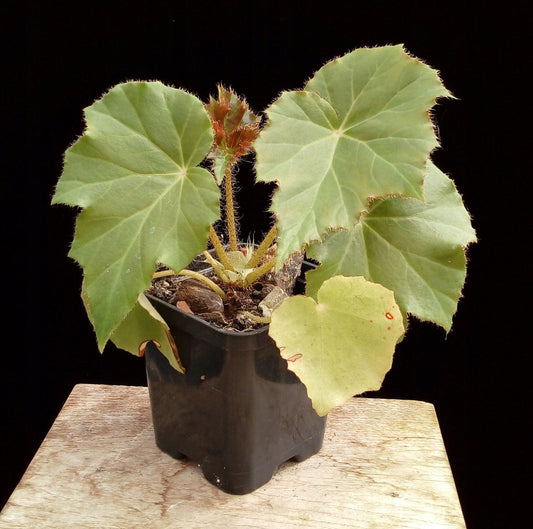 Begonia ricinifolia - indonesiaplantusa