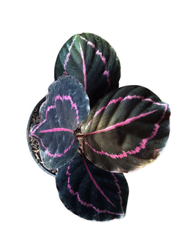 Calathea black lipstik - Indonesia Plant