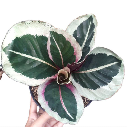 Calathea Cynthia pink - Indonesia Plant