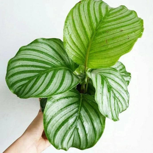 Calathea Orbifolia - Indonesia Plant